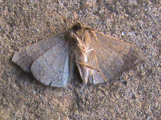 Enmonodiops ochrodiscata